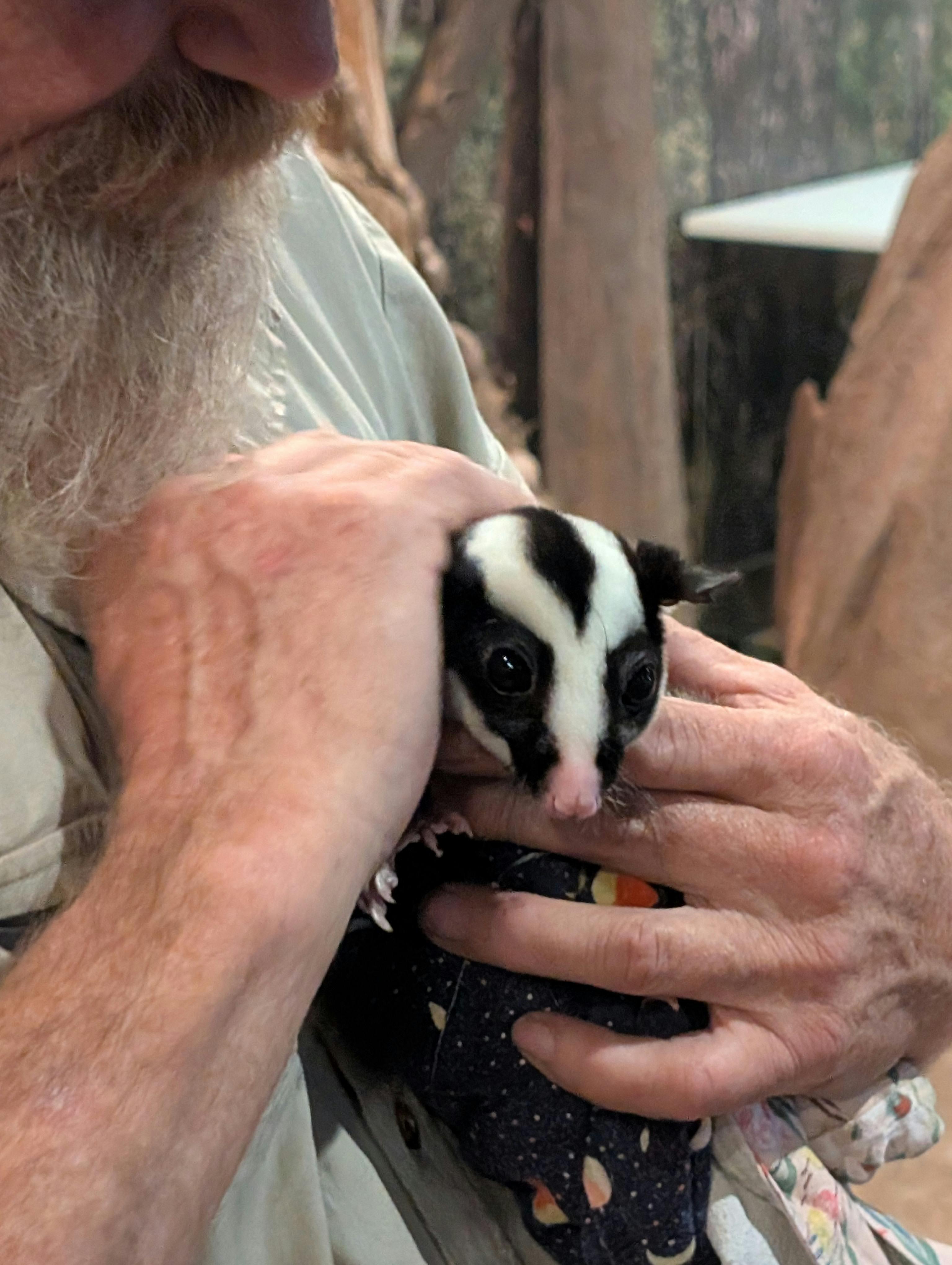 A rare Striped possum shown in the wildlife discovery show