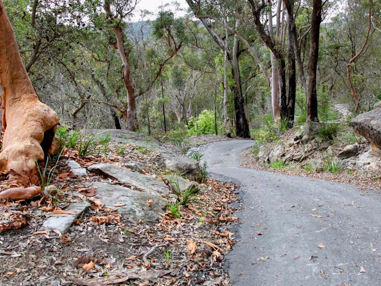 Stepping Stone Crossing to Cascades trail, Garigal National Park. Photo: Shaun Sursok