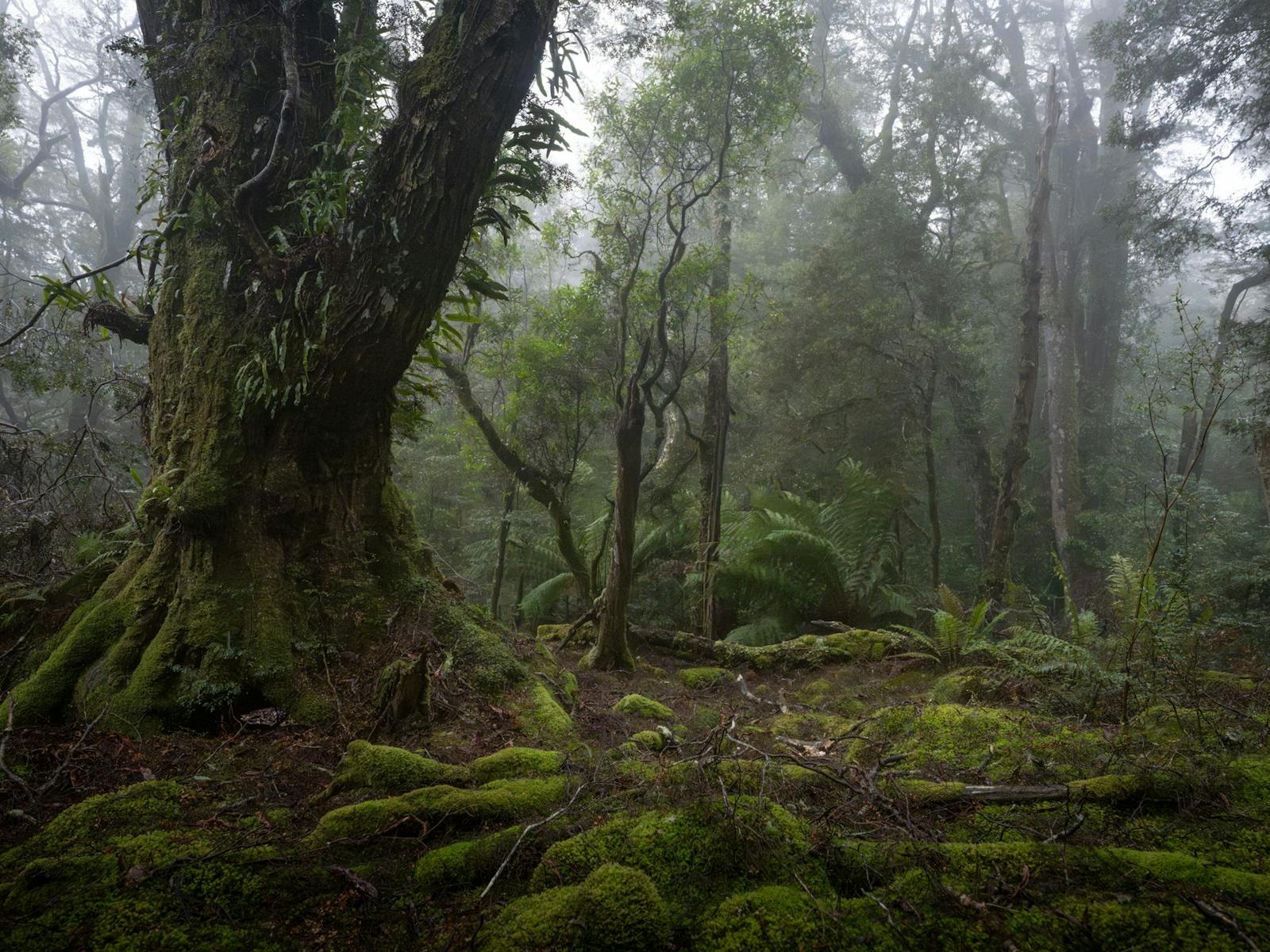 Tasmanian Photography Tours