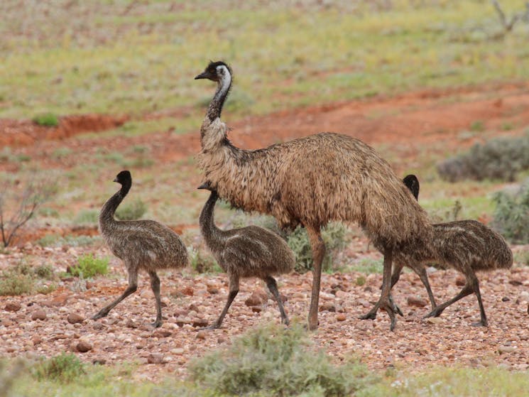 Wild emu in outback NSW