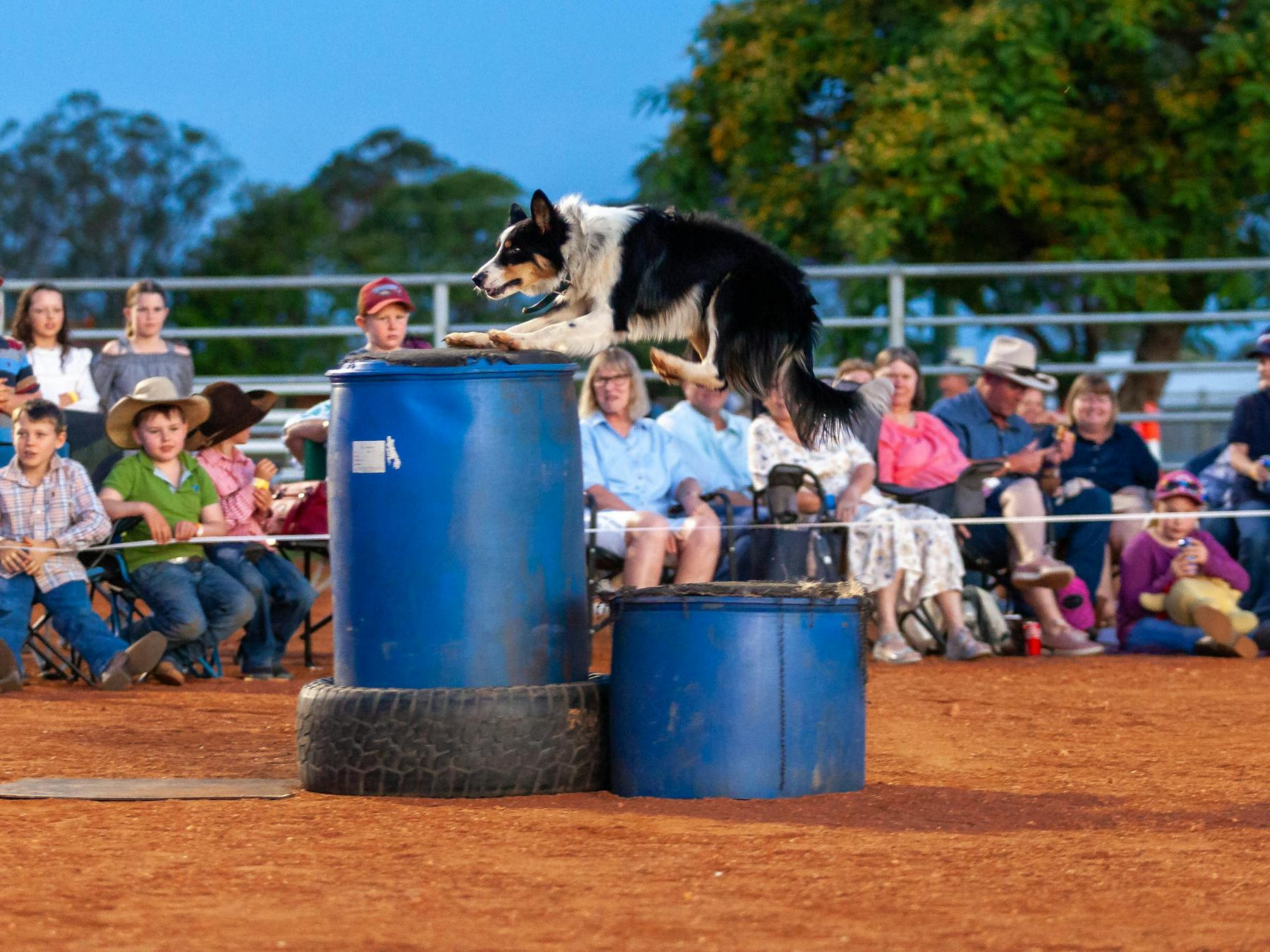 Shep the border collie jumping on a barrel during a show