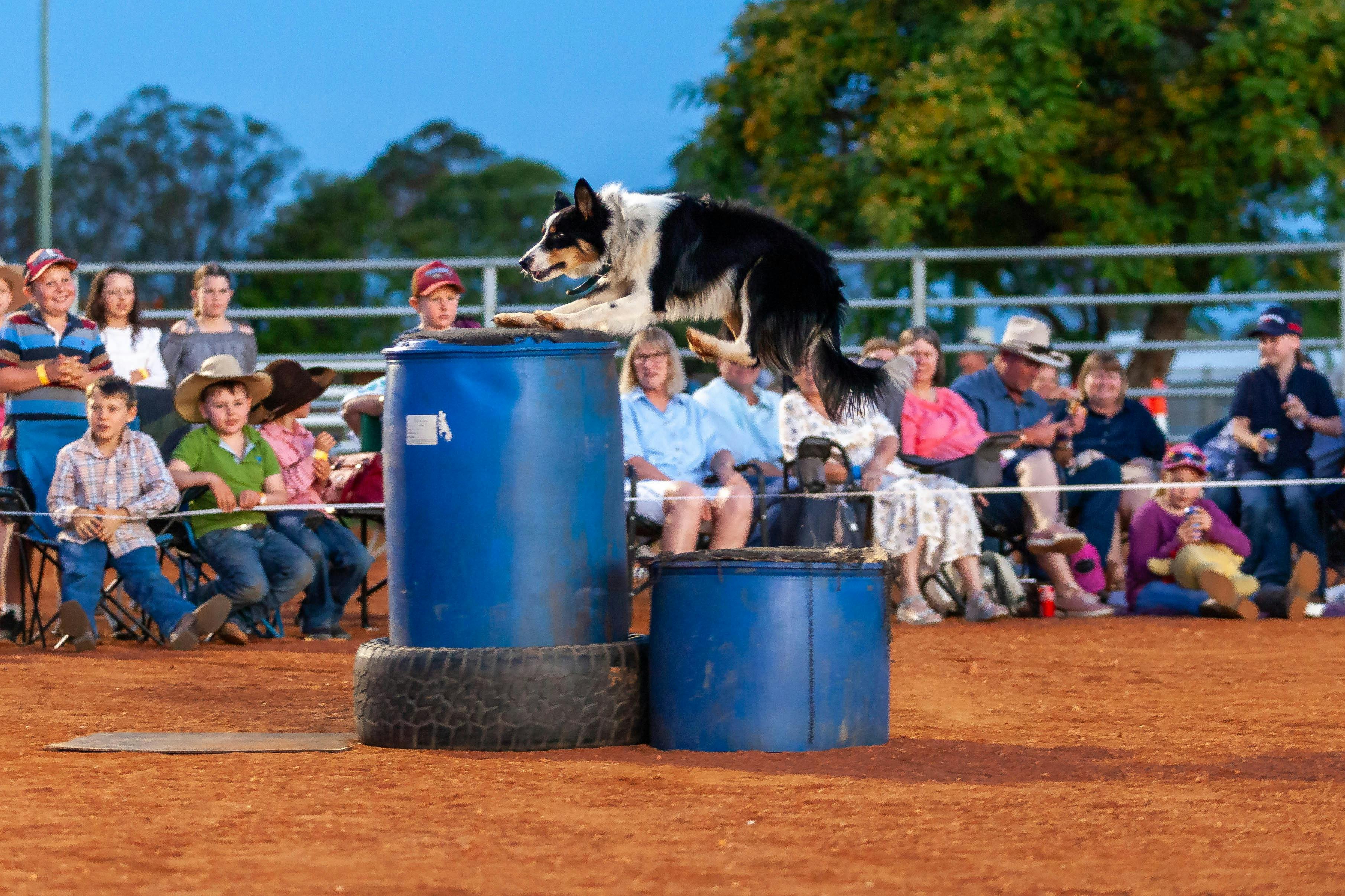 Shep the border collie jumping on a barrel during a show