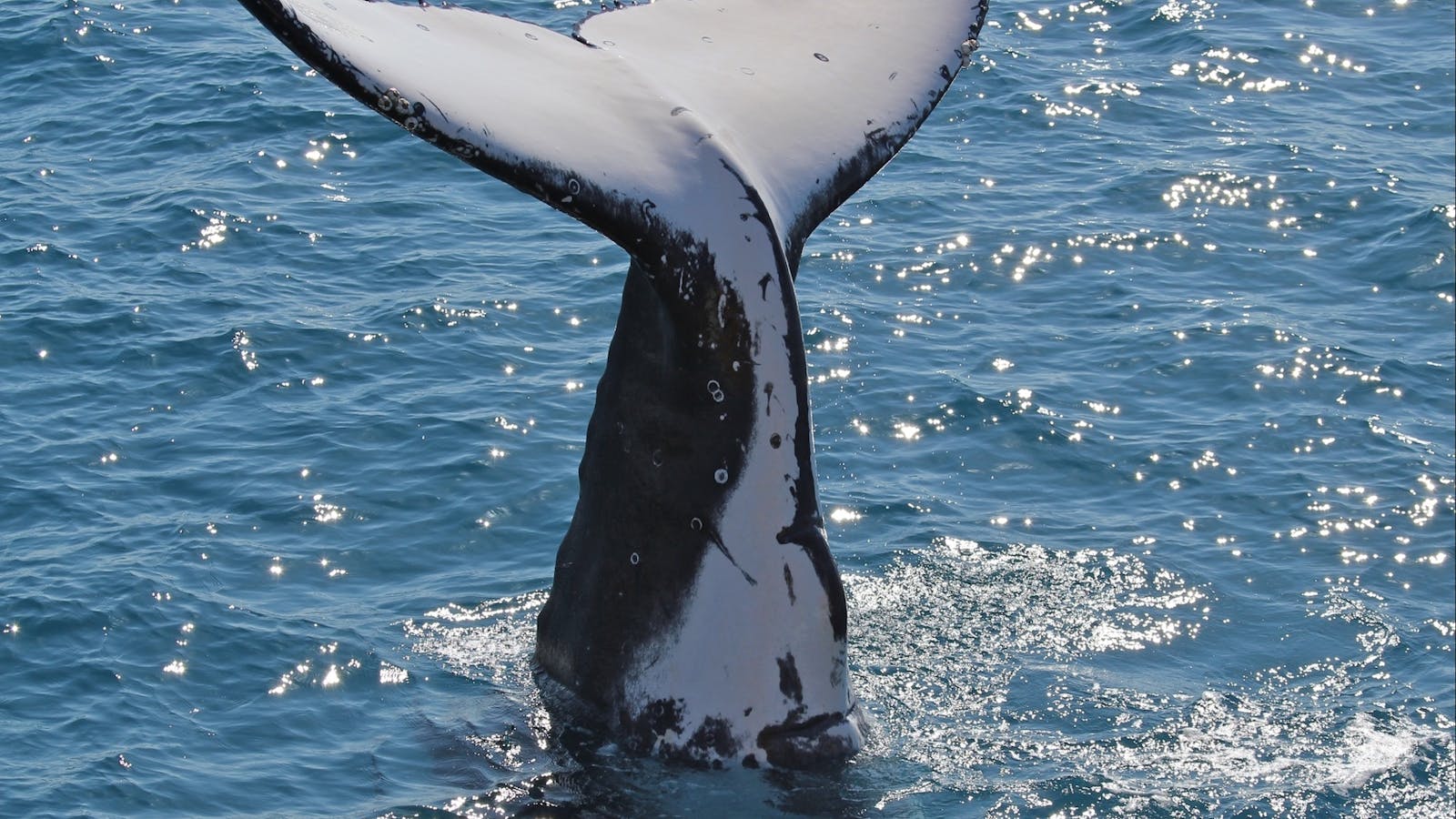 Montague Island Adventures and Charter Fish Narooma