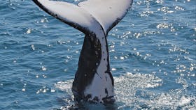 Whale Watching with Narooma Tours