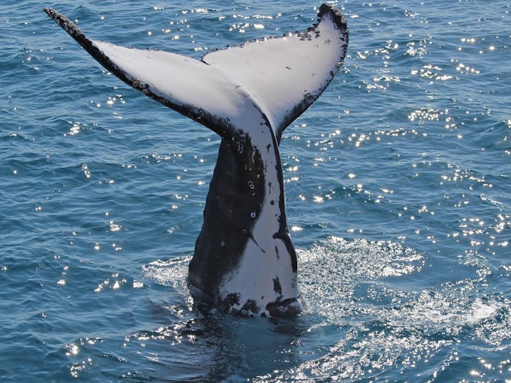 Whale Watching with Narooma Tours