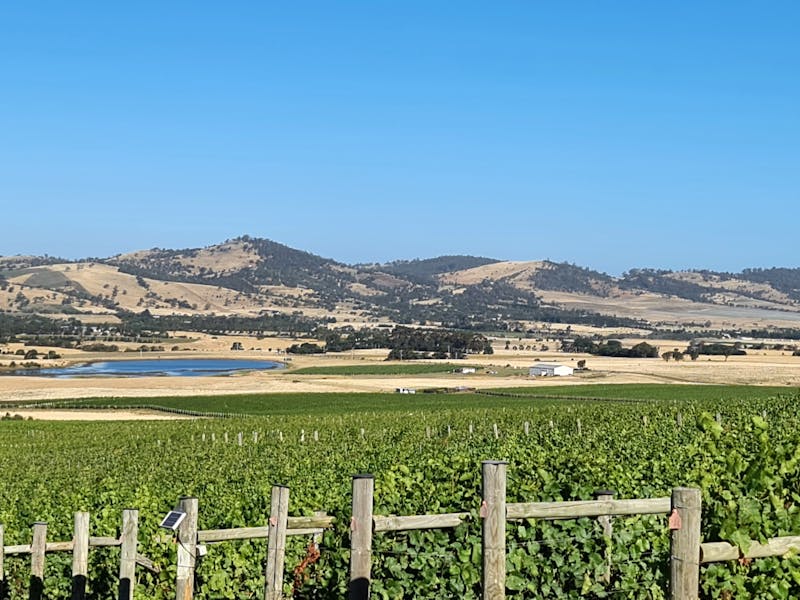 vineyard