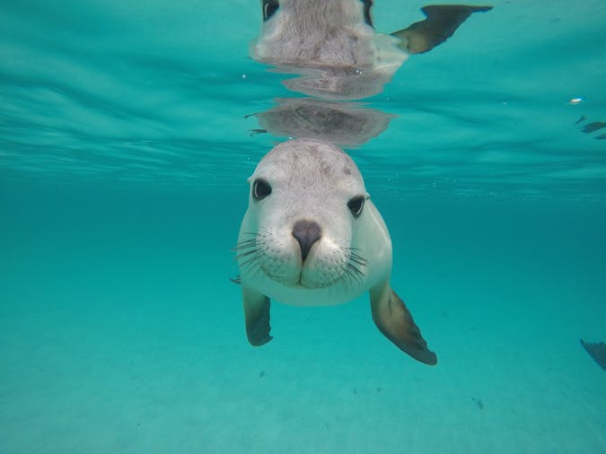Double Adventure Snorkel with Sea Lions and Giant Cuttlefish