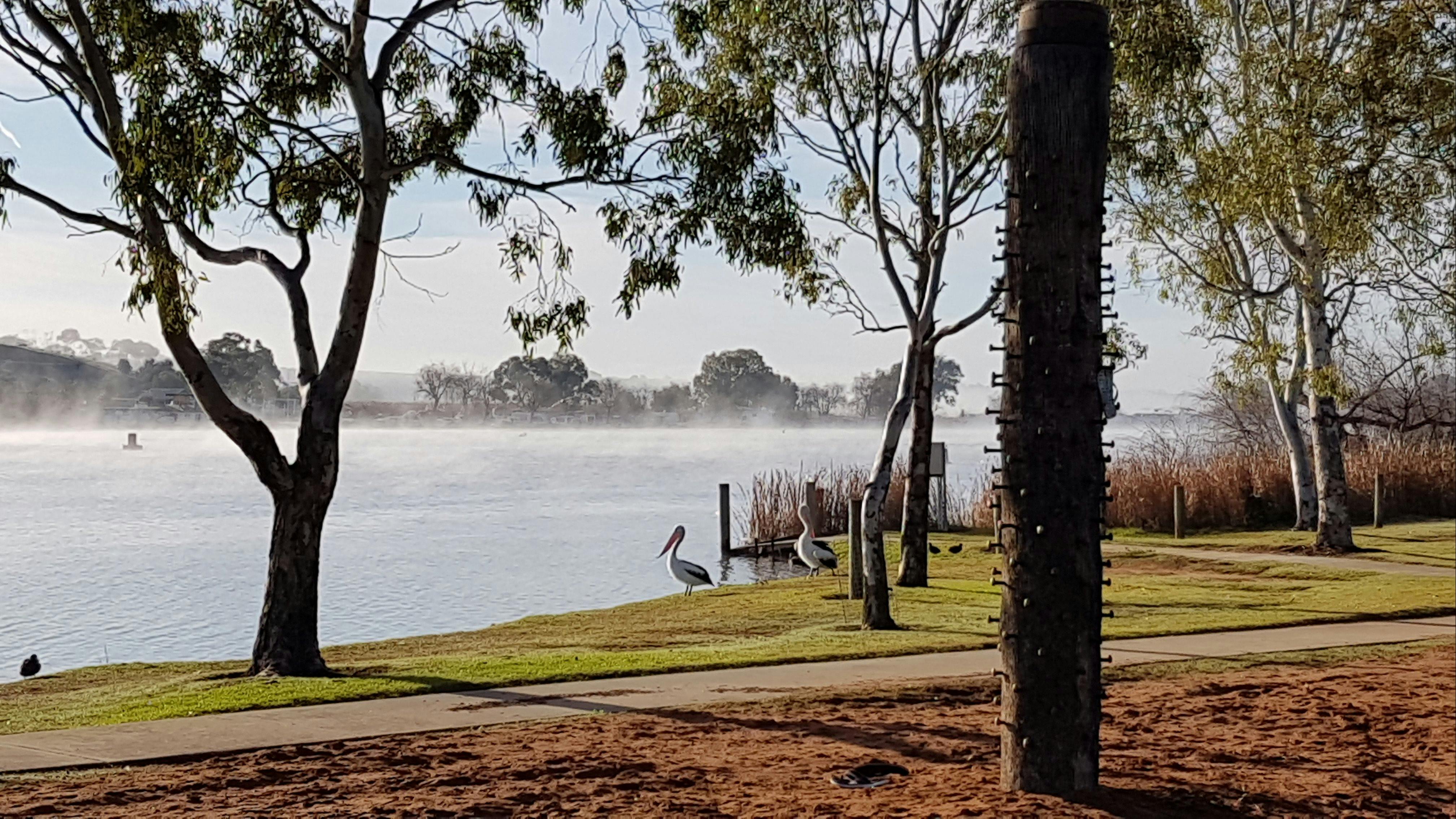 Morning mist on the Murray River - Sturt Reserve