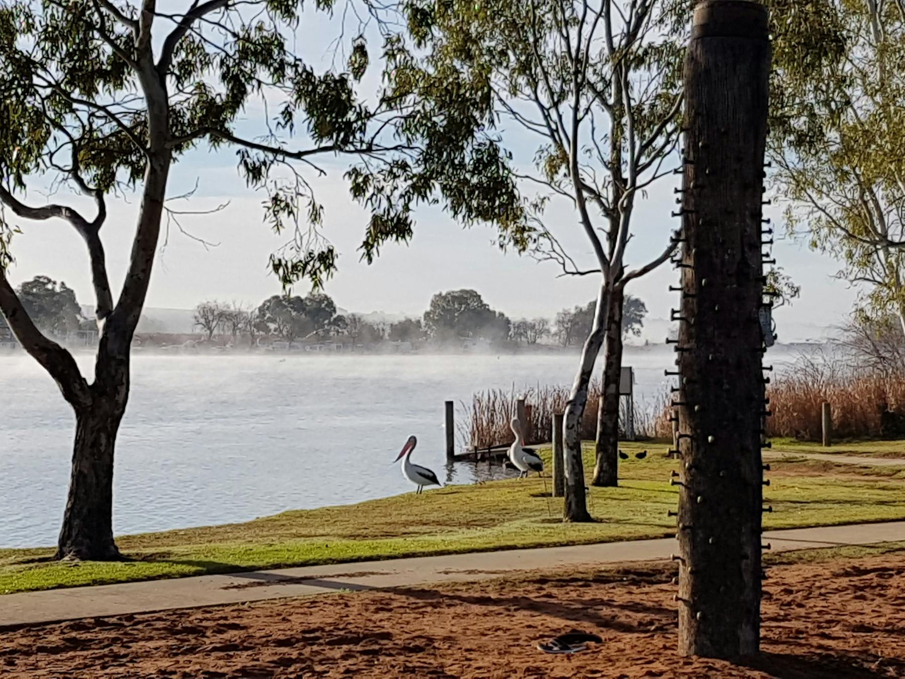 Morning mist on the Murray River - Sturt Reserve