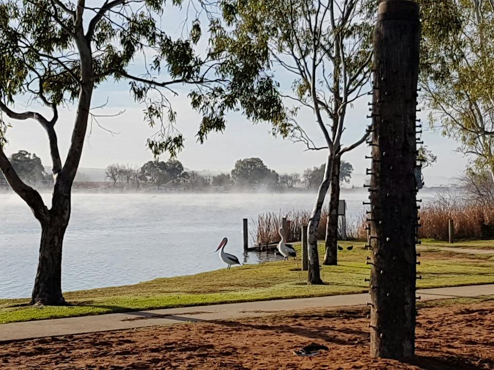 Morning mist on the Murray River - Sturt Reserve