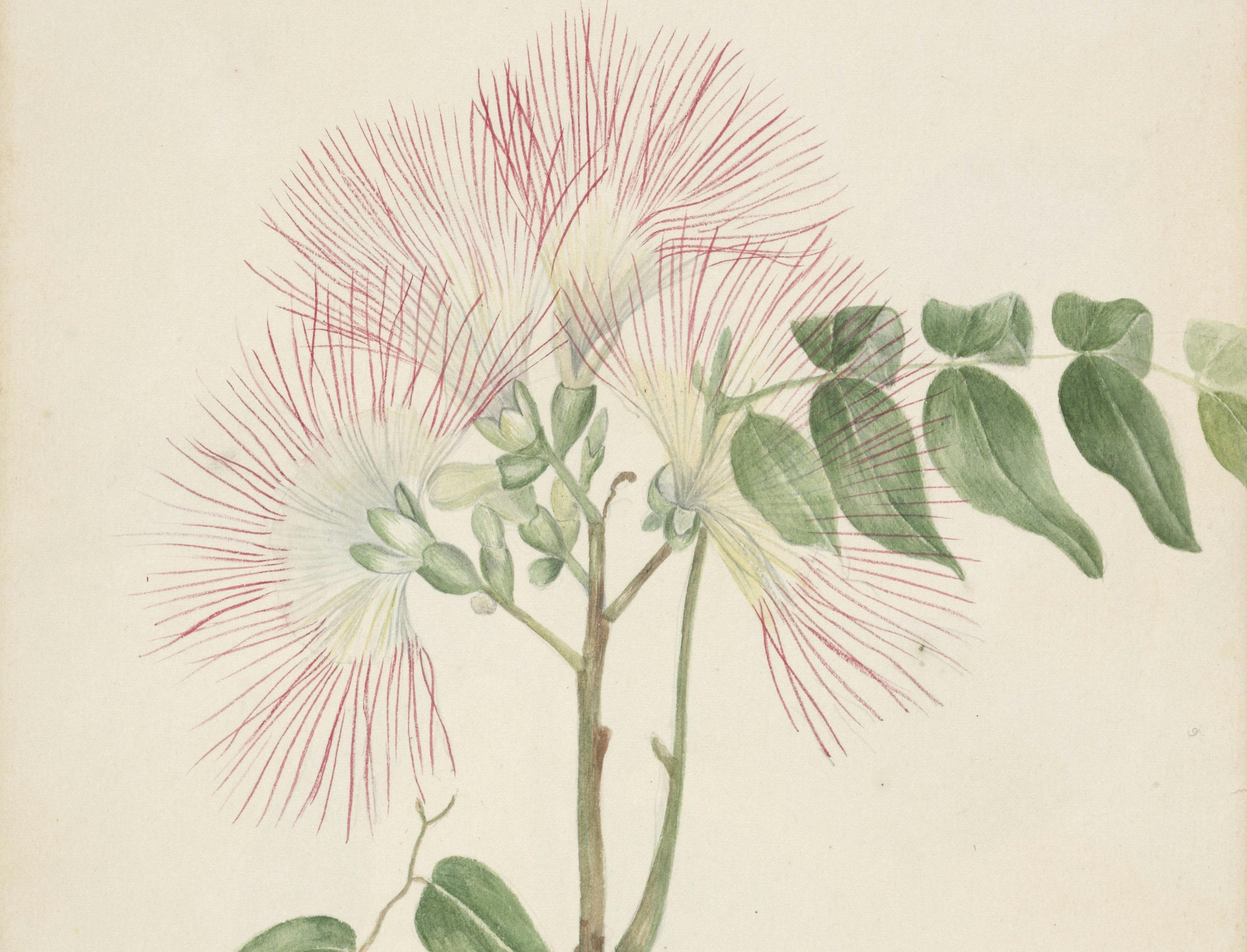 Pink Lace Flower, 1846