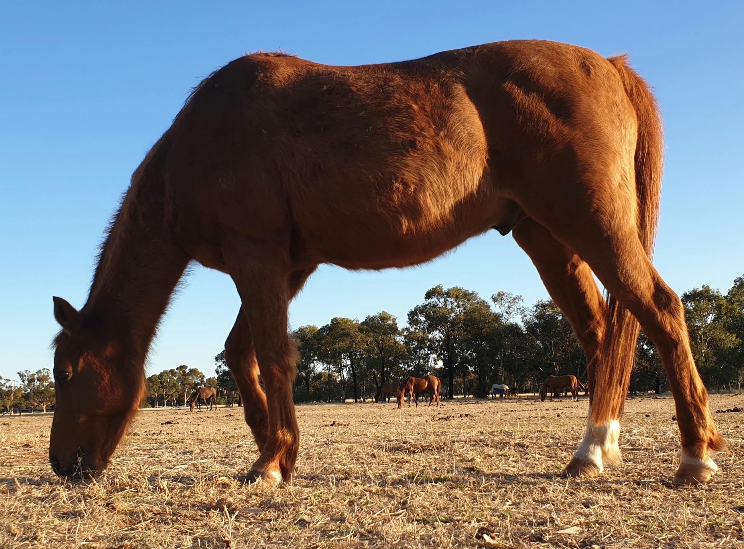 Guided walk through Lefevre Park / Nantu Wama (Park 6)
