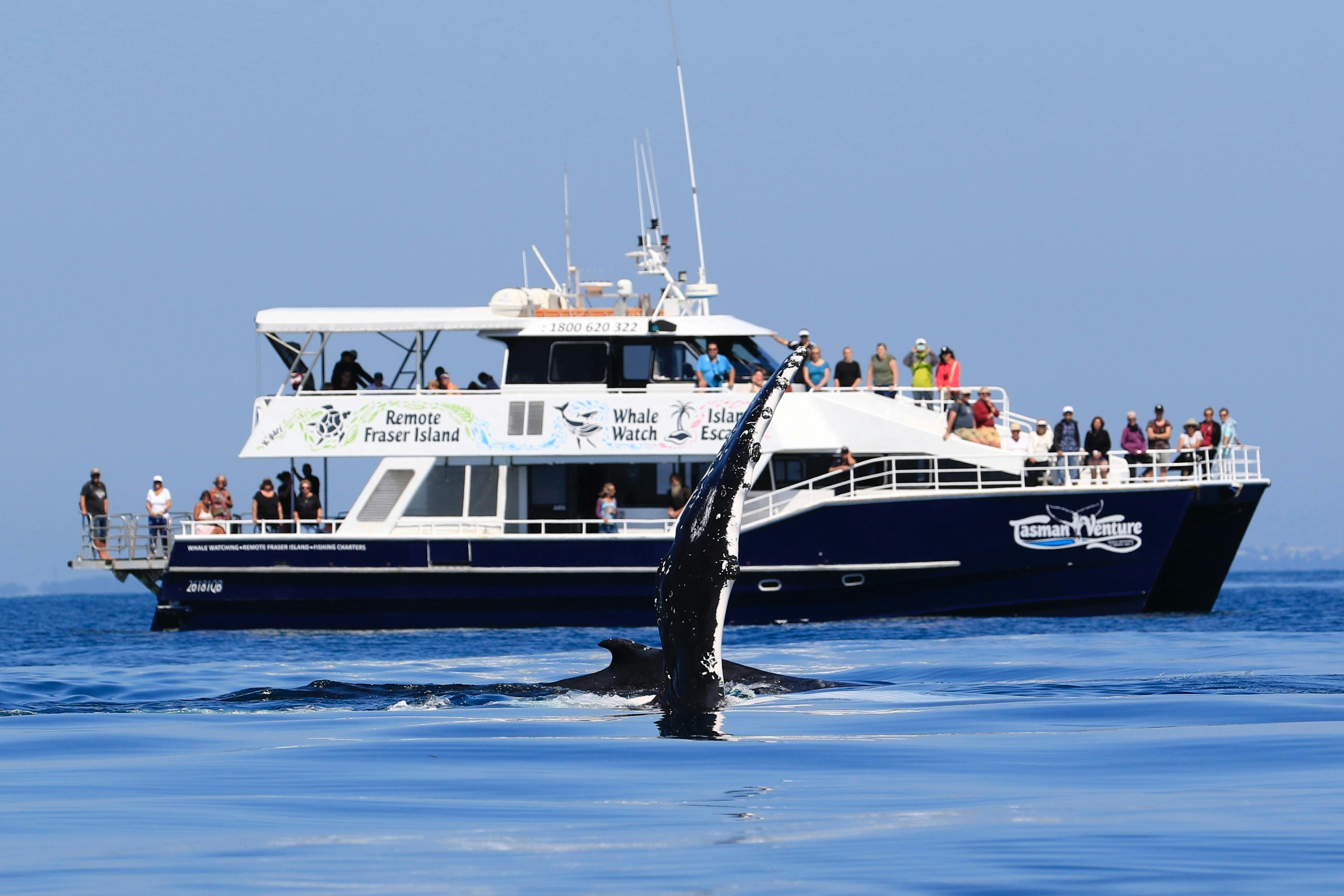 Tasman Venture with Humpback Whales