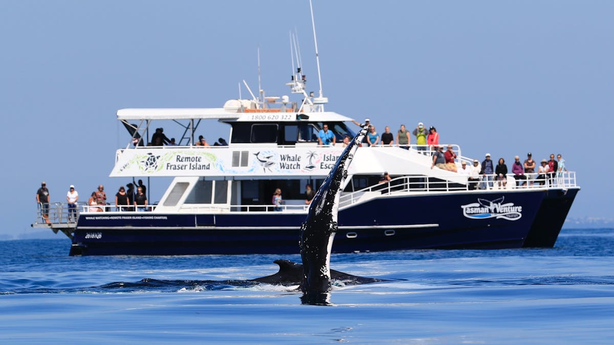 Tasman Venture with Humpback Whales