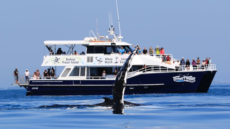 Tasman Venture Whale Watching Hervey Bay
