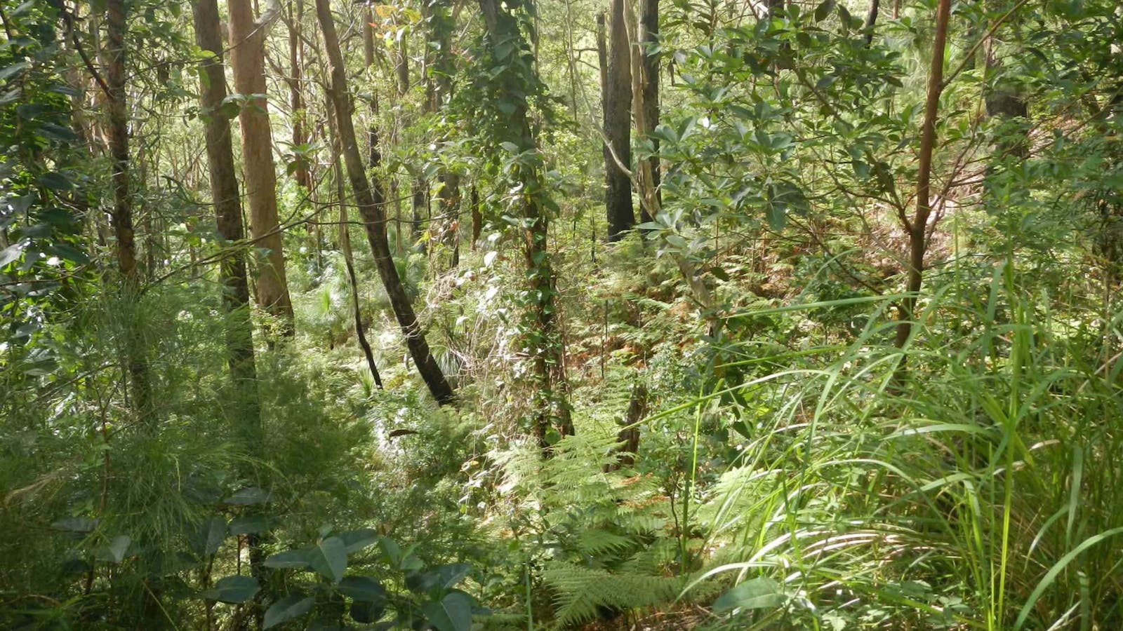 Gap Beach Walking Track