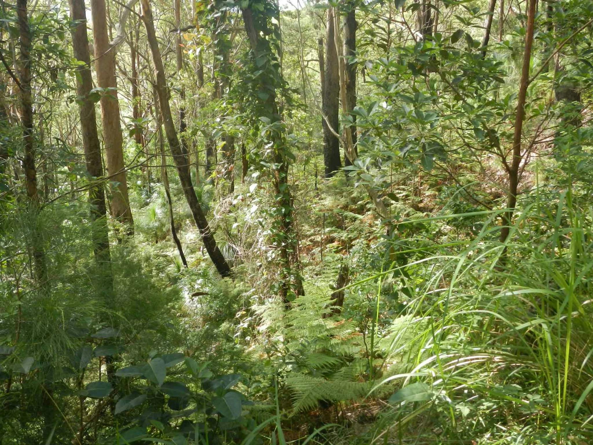 Gap Beach Walking Track