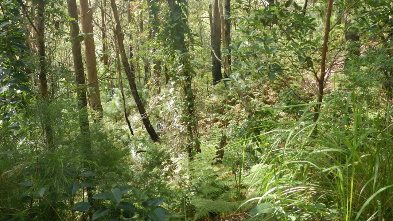 Gap Beach Walking Track