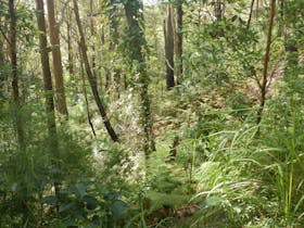Gap Beach Walking Track