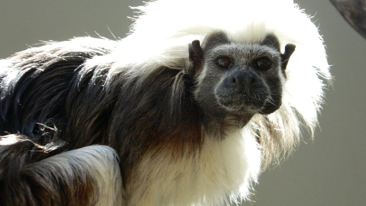 Small monkey