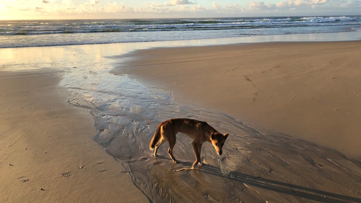 dingo finding water