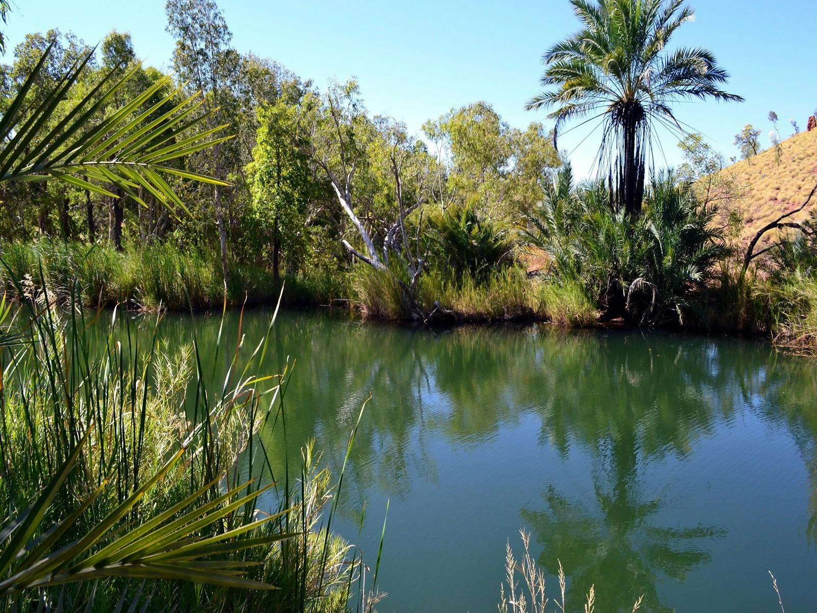 Palm tree at Palm Springs near Halls Creek in the Kimberley region of Western Australia