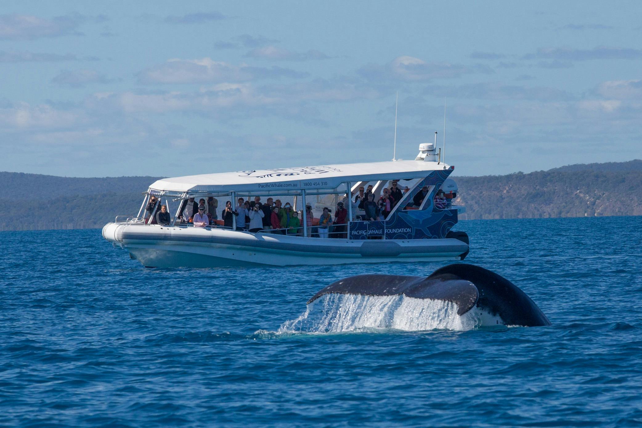 Guests on Ocean Defender enjoying the sights of K'gari and the whales