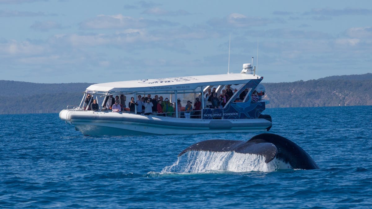 Guests on Ocean Defender enjoying the sights of K'gari and the whales