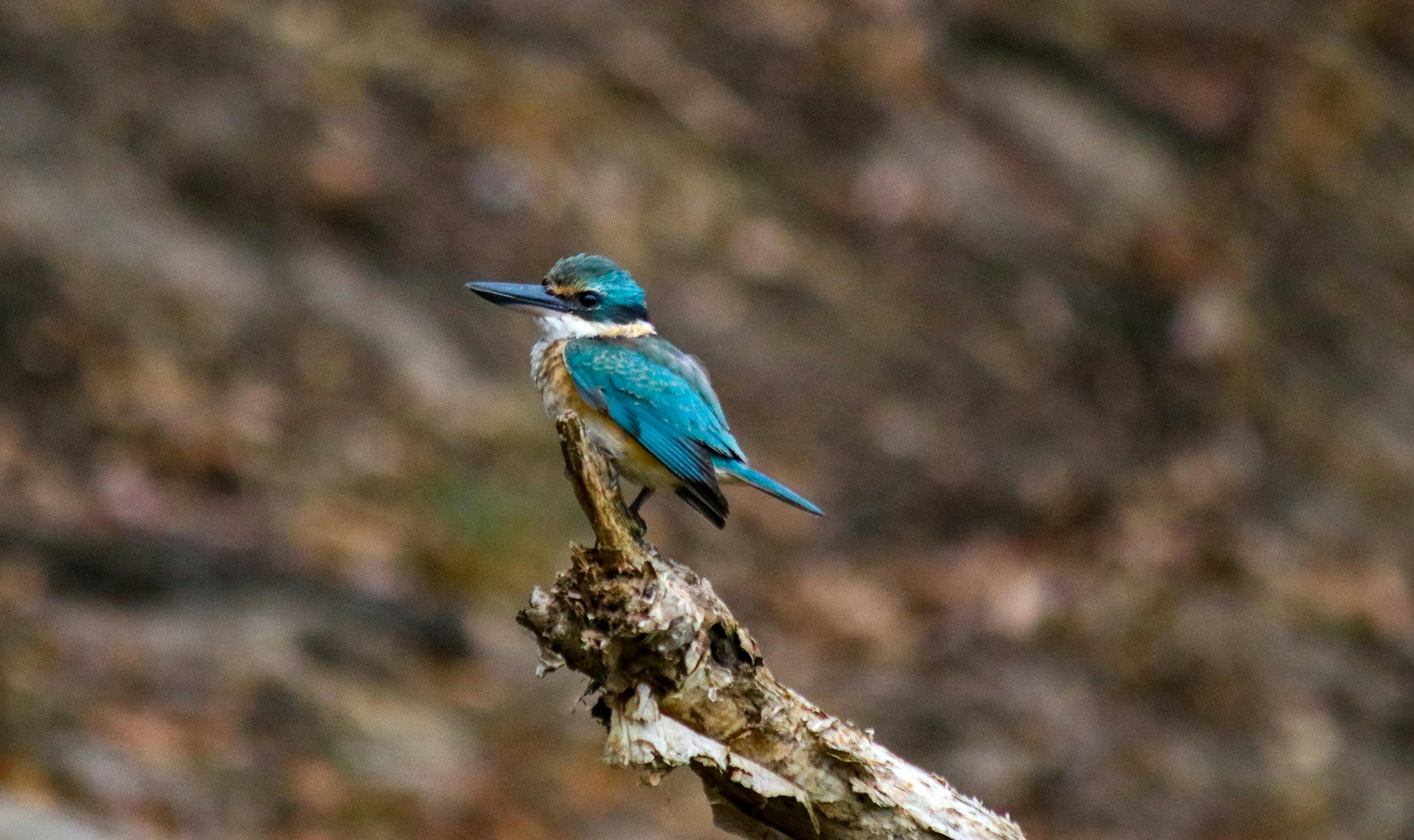 Bright blue bird on a stick a kingfisher