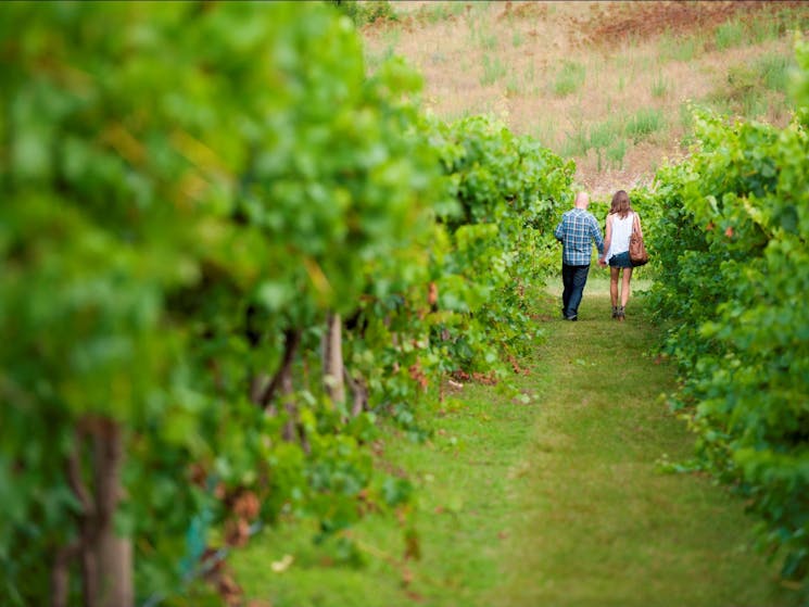 in the vines