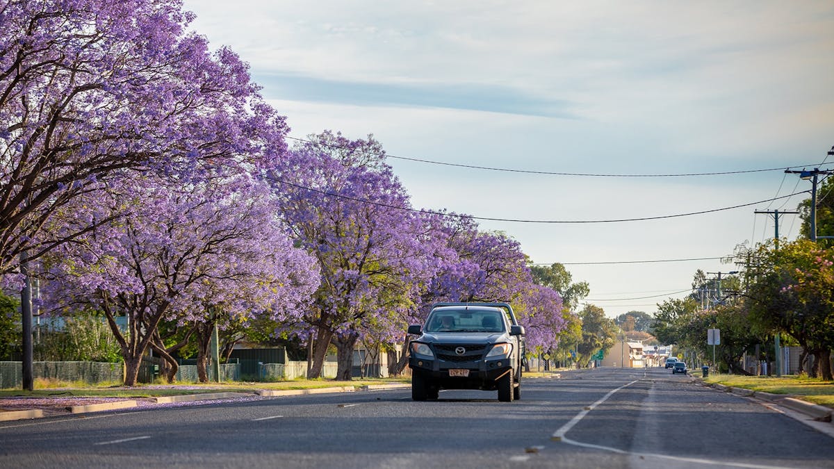 Jacarandas  Trees in flower in Victoria Street, St George