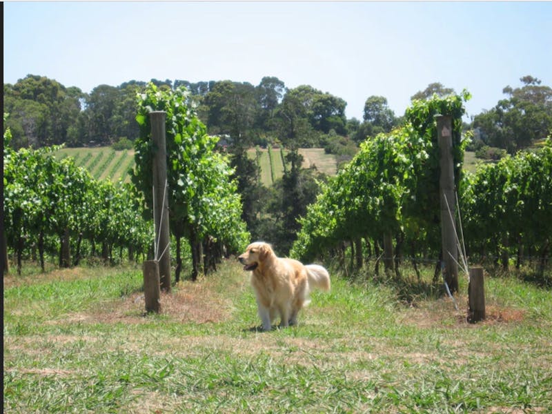 Image for Boutique Wine Tastings