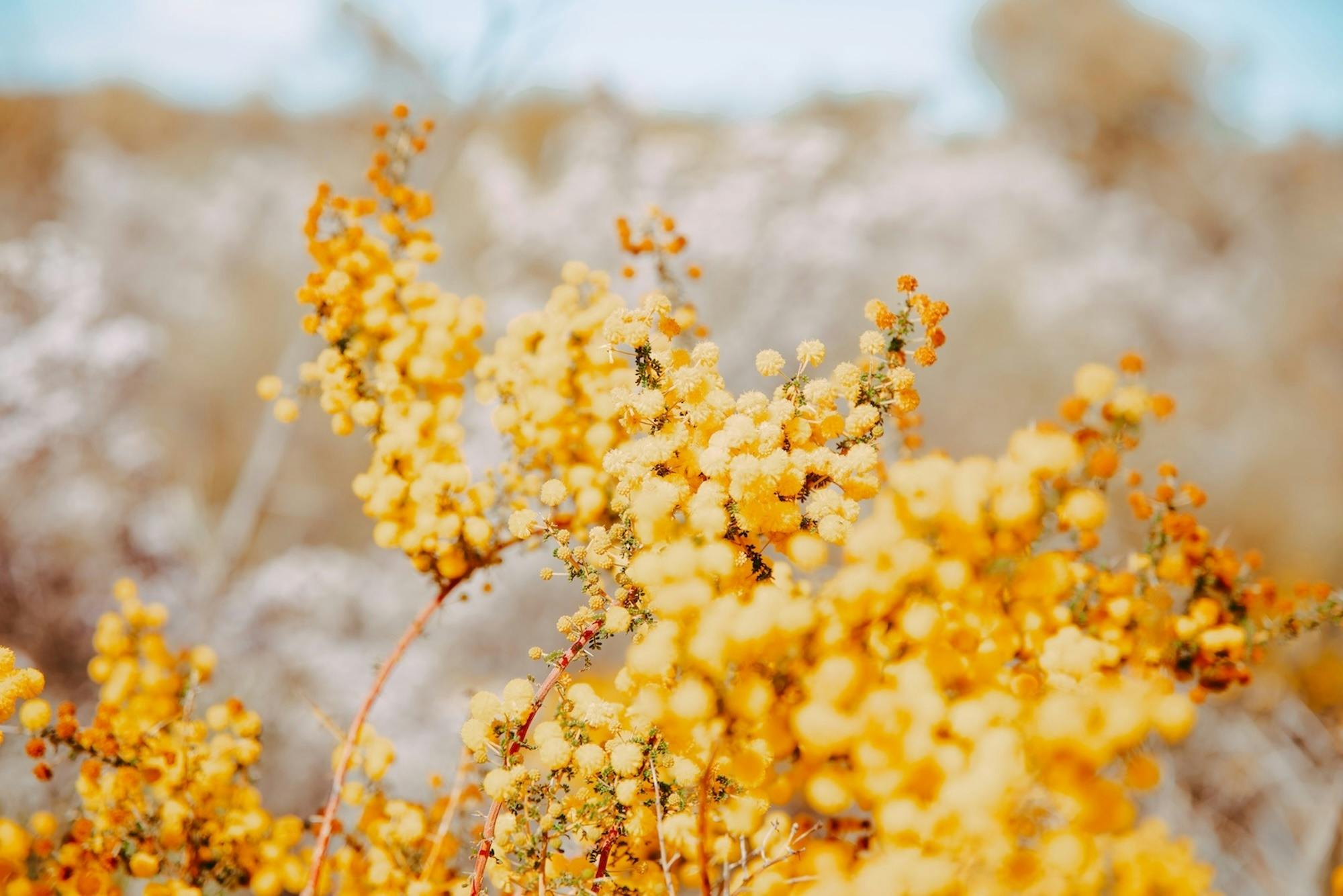 Acacia Wattle of the pom pom variety in full yellow bloom in wildflower season.