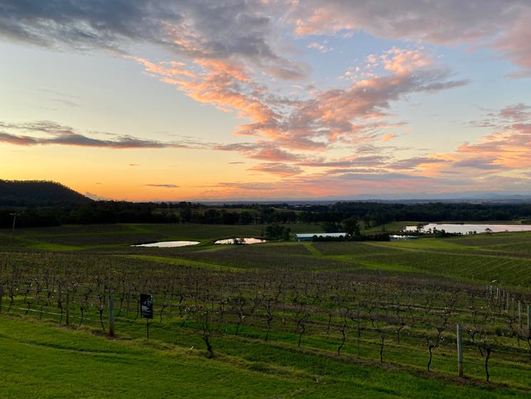 The sun sets behind the Brokenback Range with vineyard in the foreground