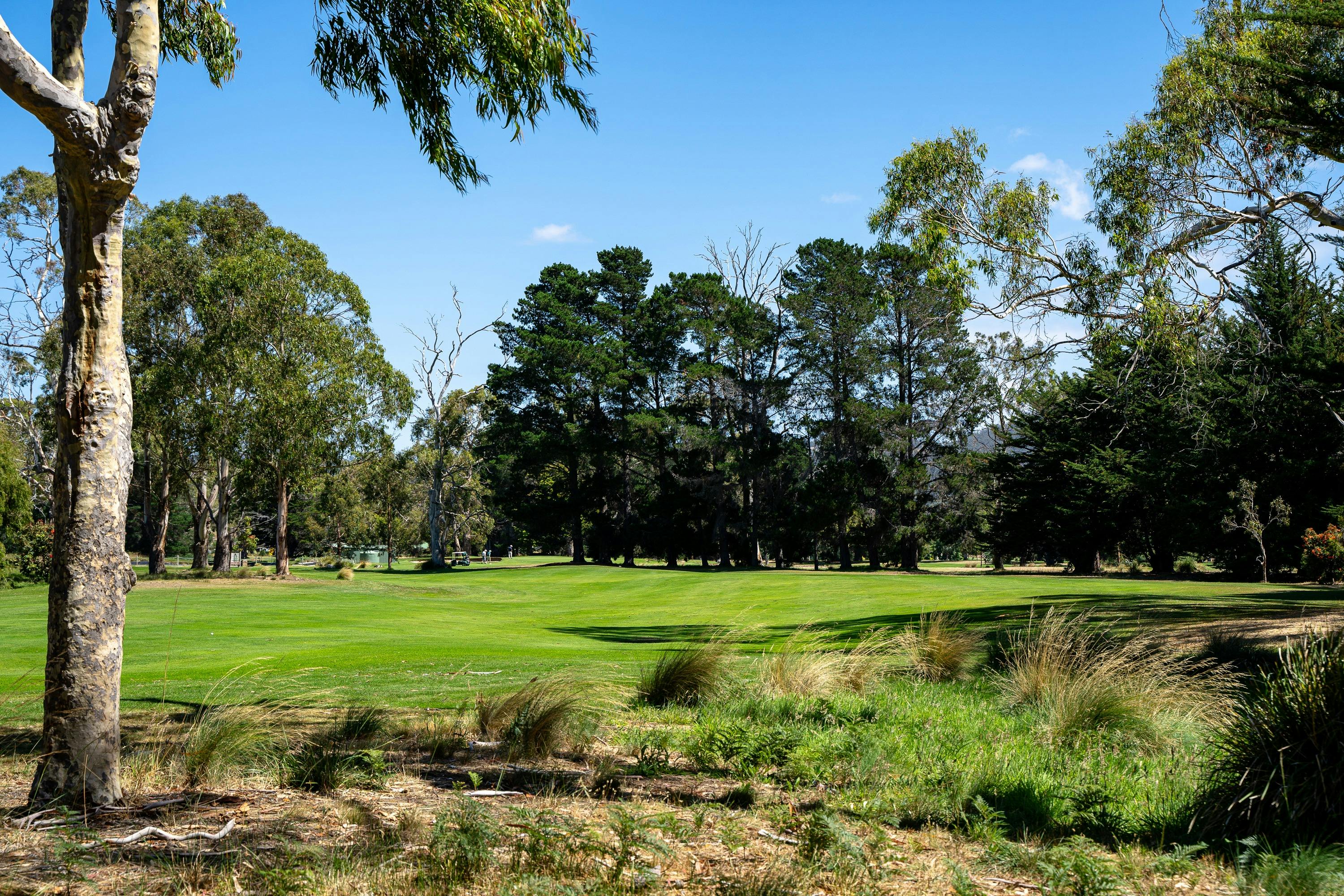 Tree lined golf fairway, with native grasses in rough area