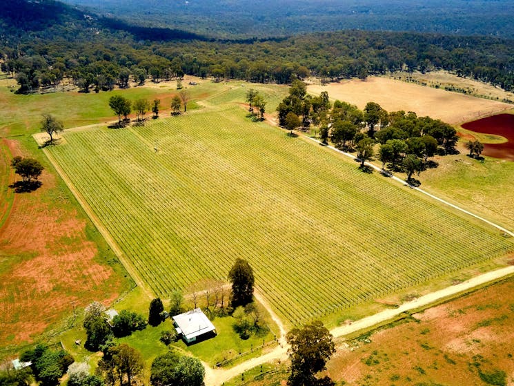 Aerial view of house and vines