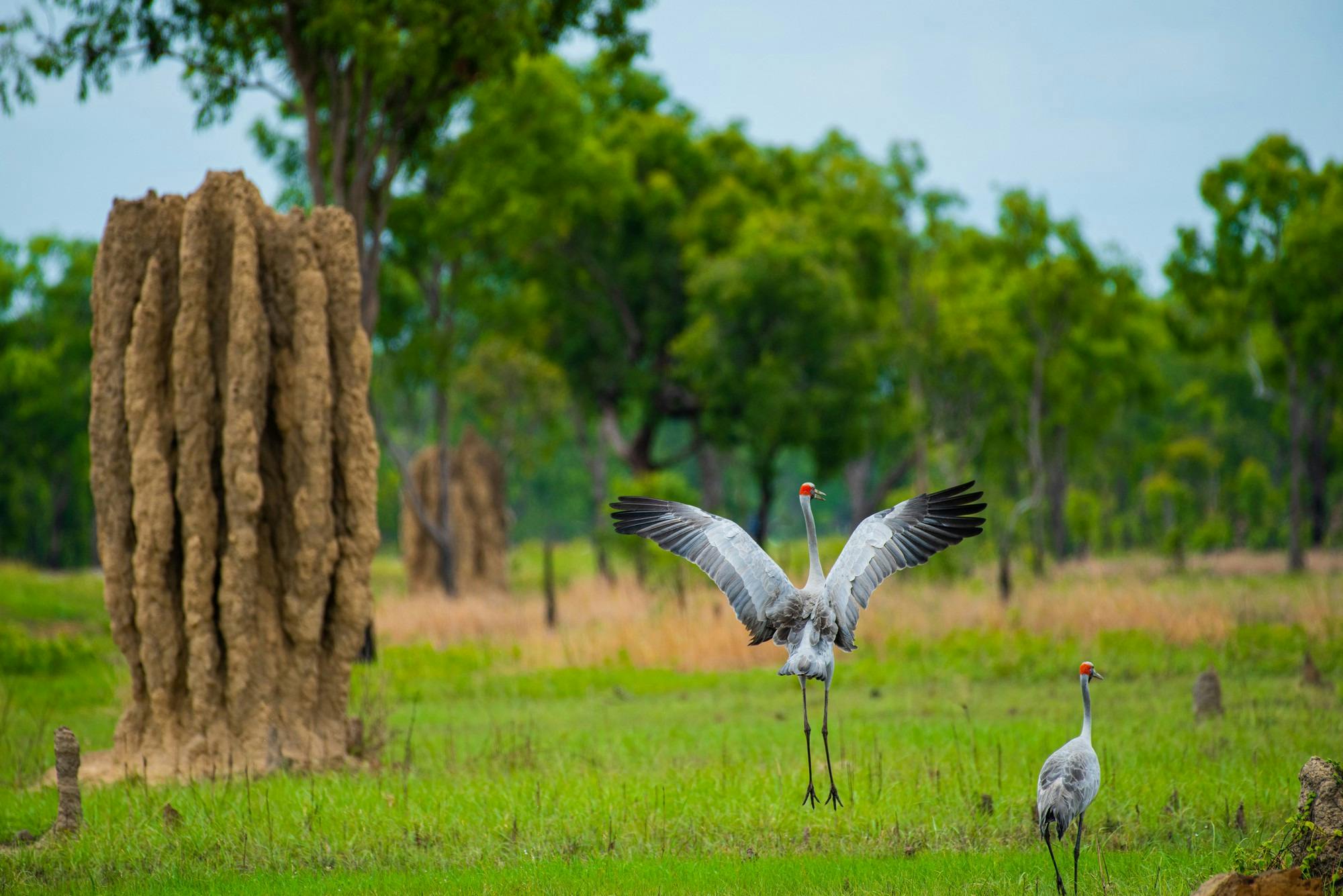 brolga dancing in front of termite mound