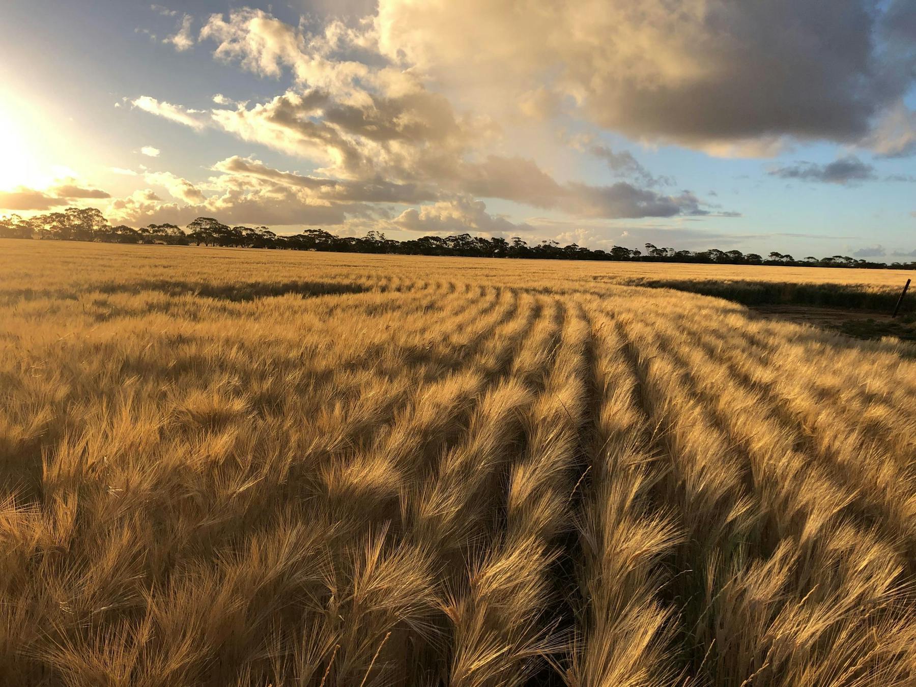 Sun setting through the clouds over a golden wheat crop in the Wheat belt of Western Australia