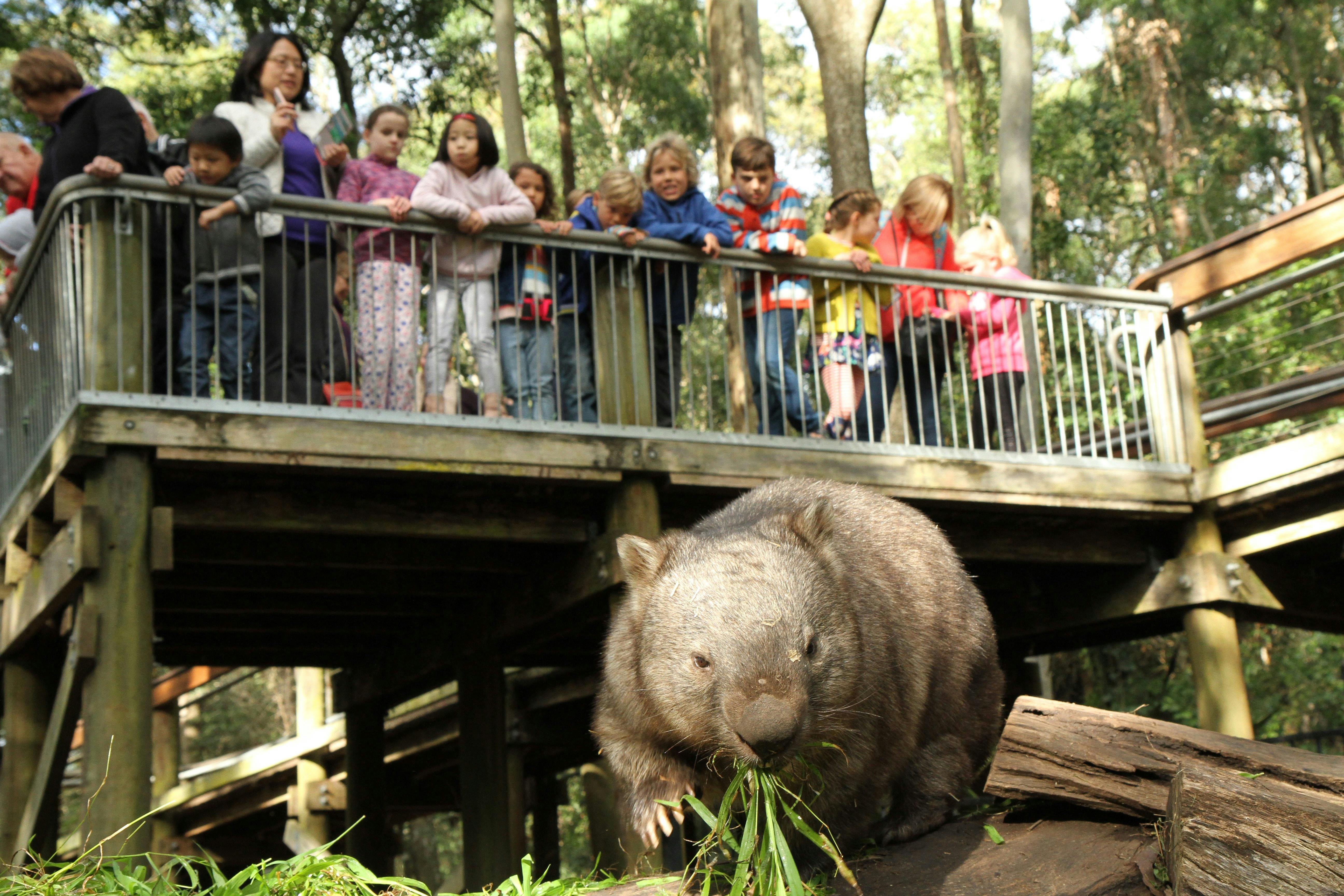 Wombat exhibits