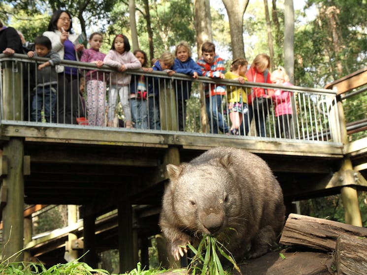 Wombat exhibits