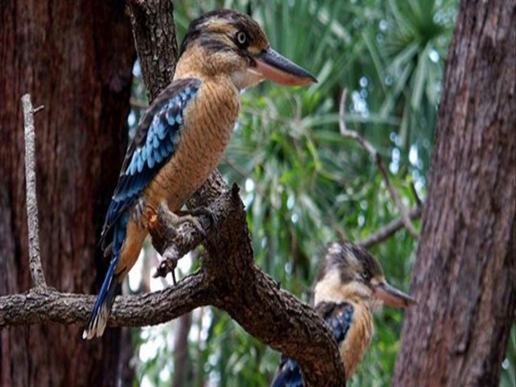 Kookaburra Kakadu NT