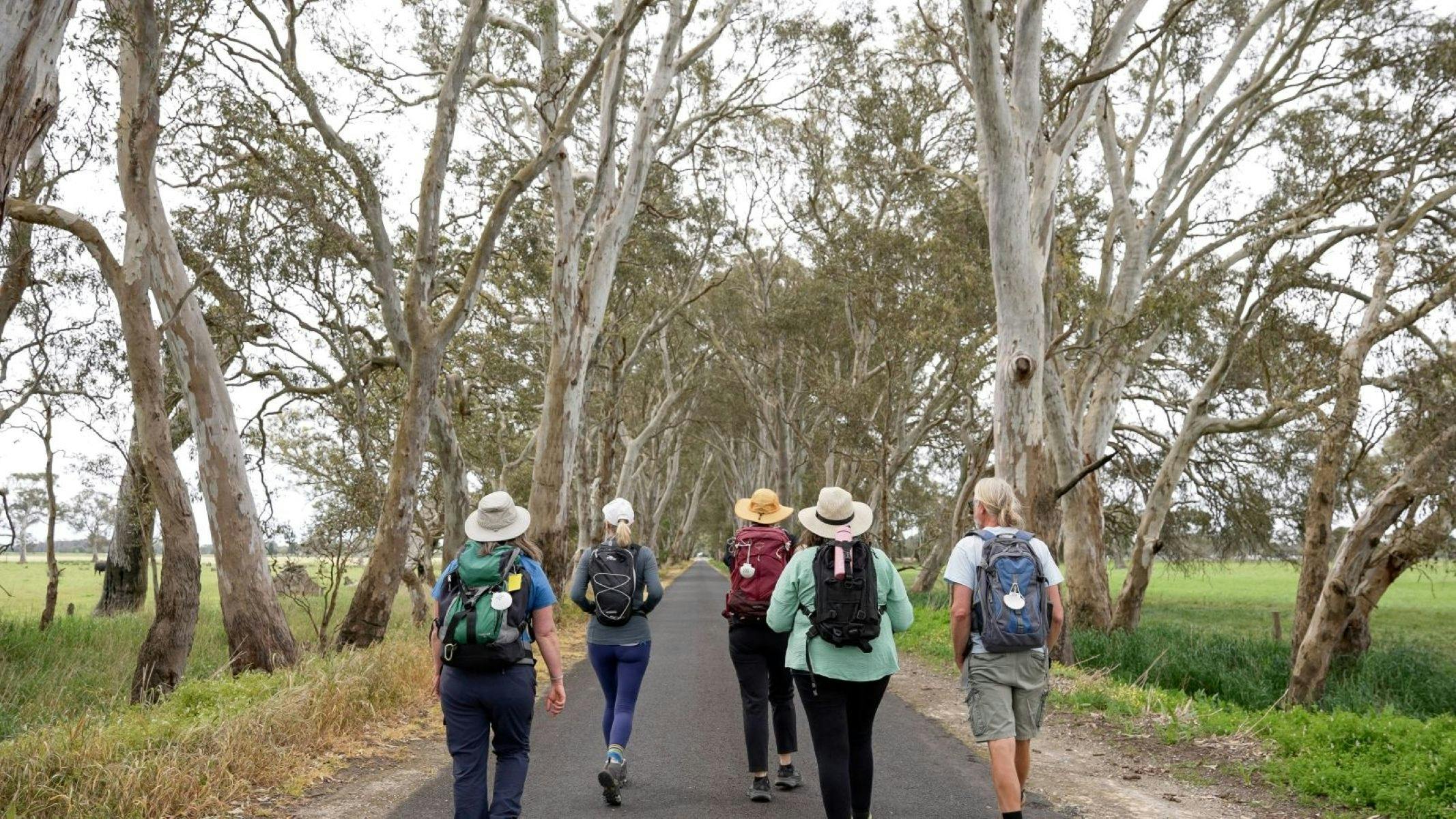 Aussie Camino walkers walking through red gum farmland