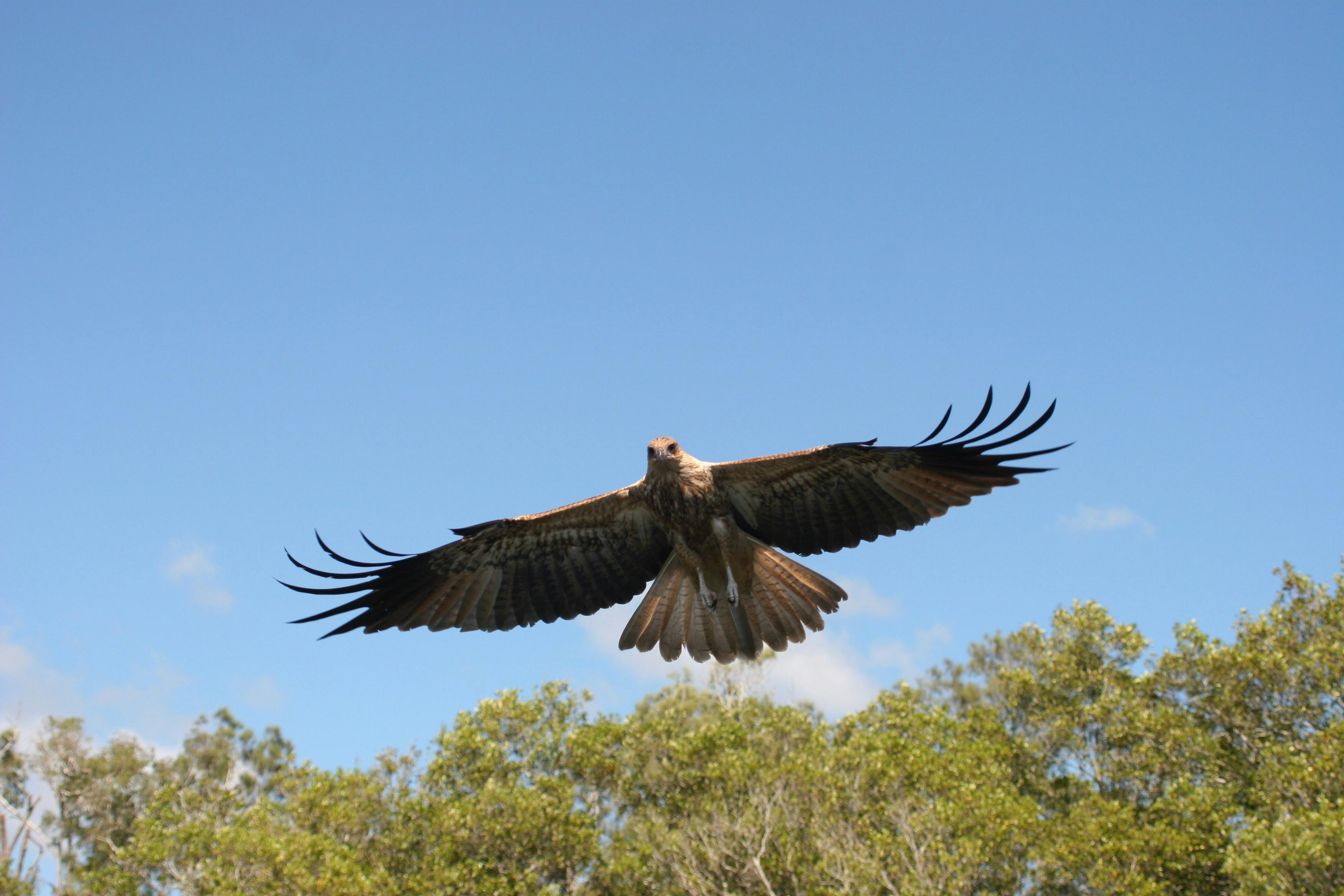 Raptor