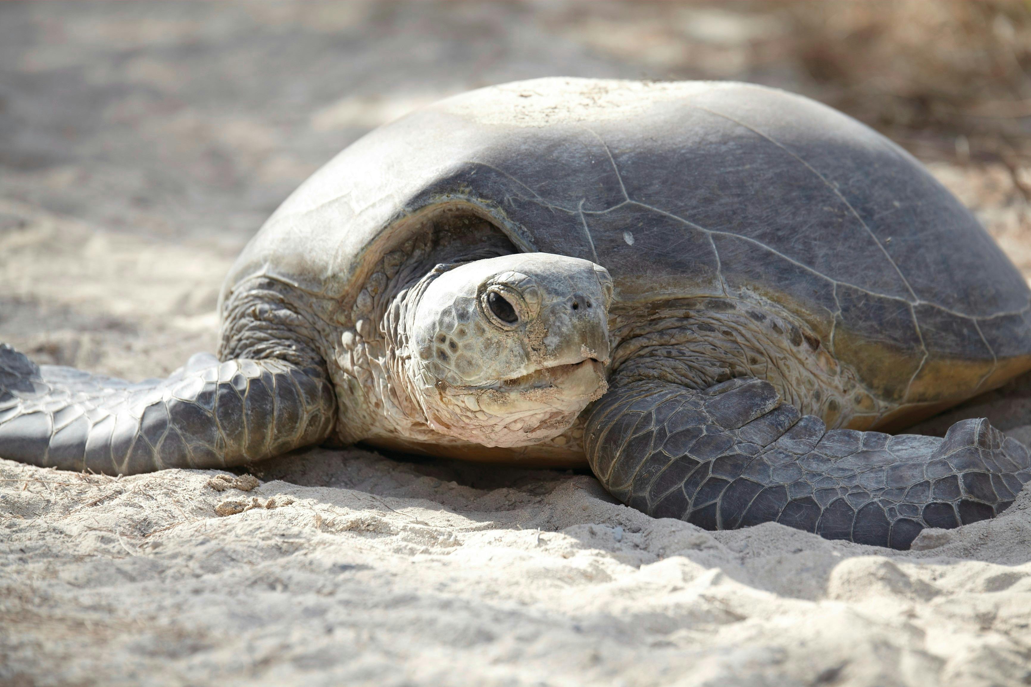 Sea Turtle