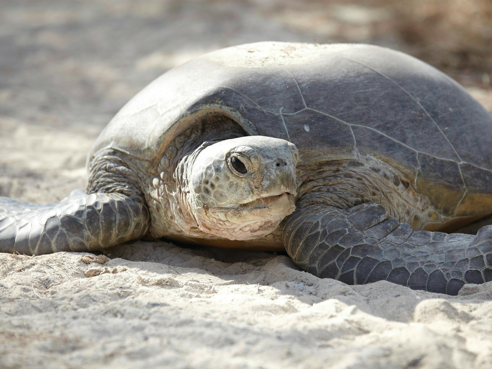 Sea Turtle Sea Turtle