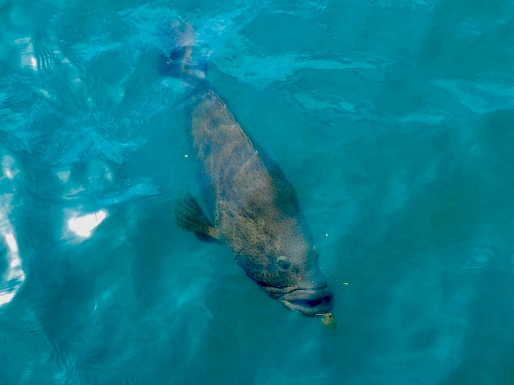 Large grouper