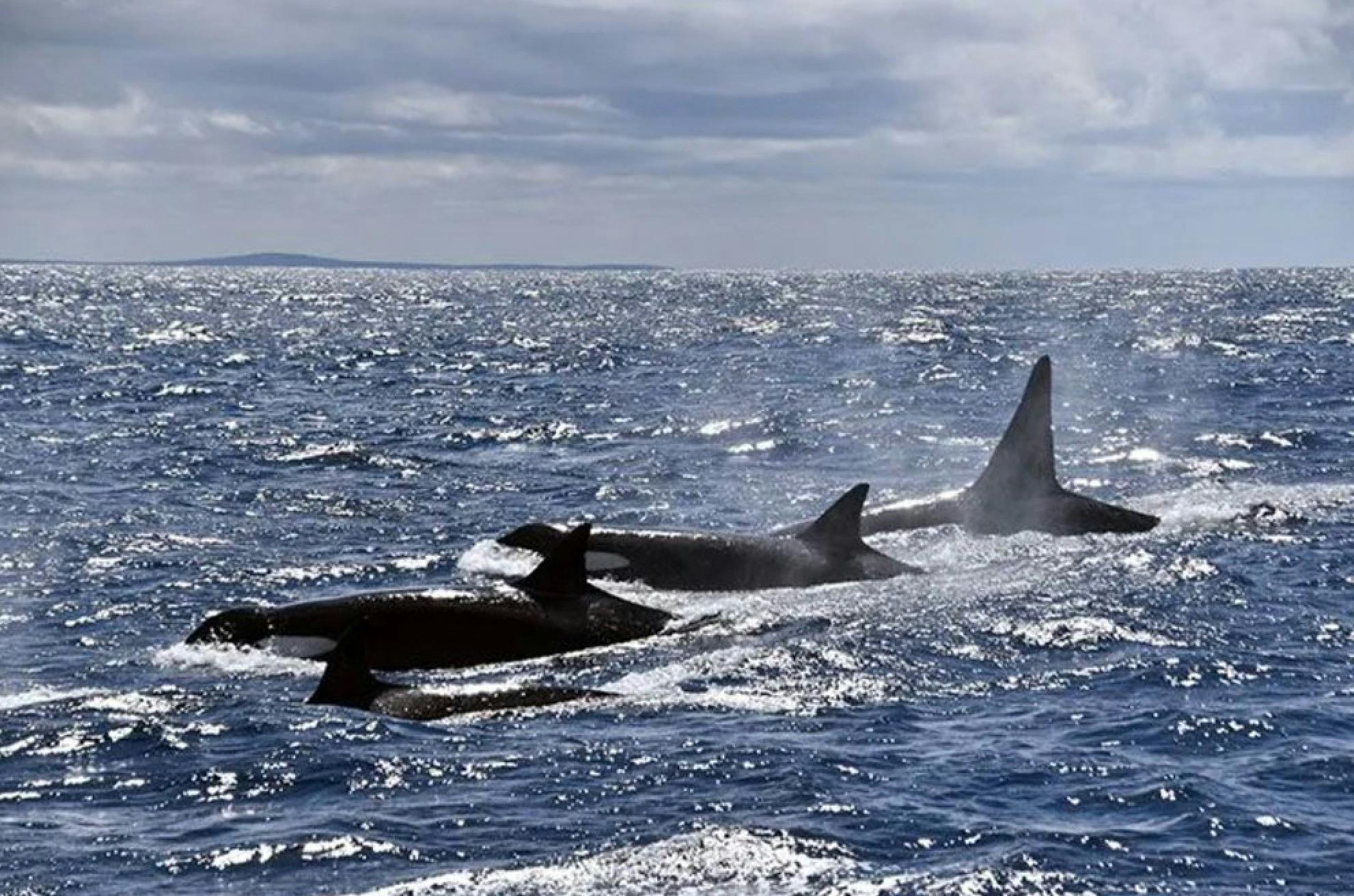 Three orcas