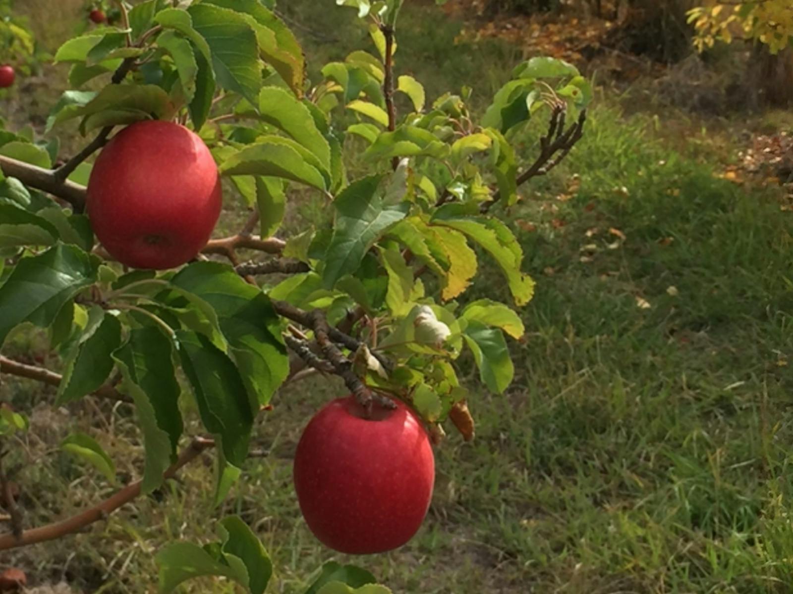 Image for Orange Apples: from Paddock to Plate