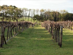 Sheep grazing amongst the dormant cabernet sauvignon vine on a mild winters day