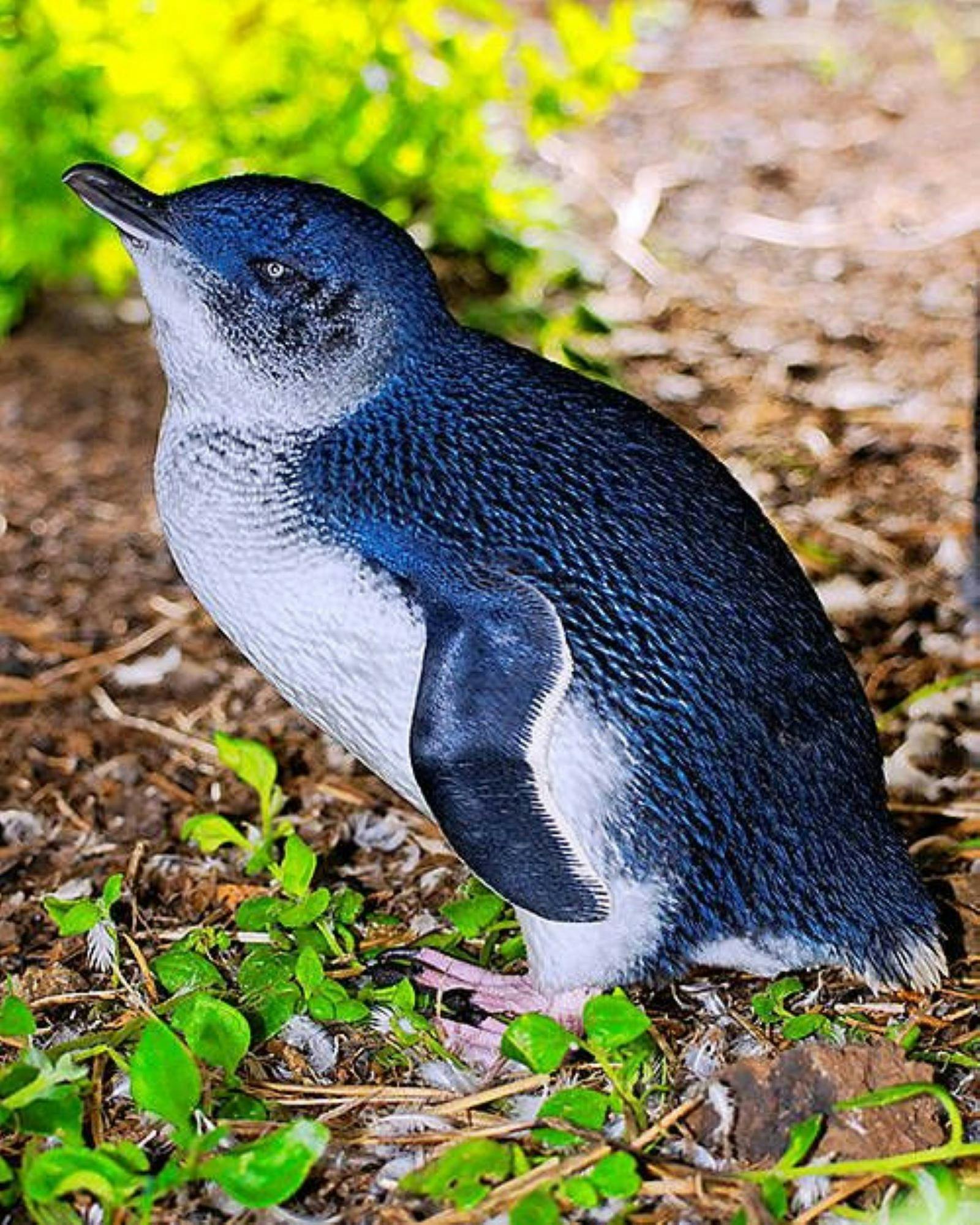 Penguin